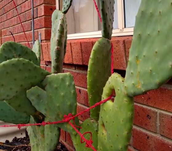 Red hemp yarn wound around a prickly pear cactus beside a brick wall