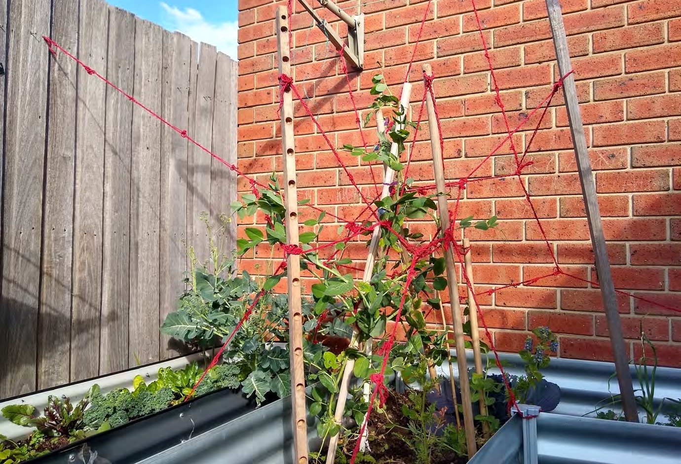 Red yarn used as a trellis for peas in a garden bed