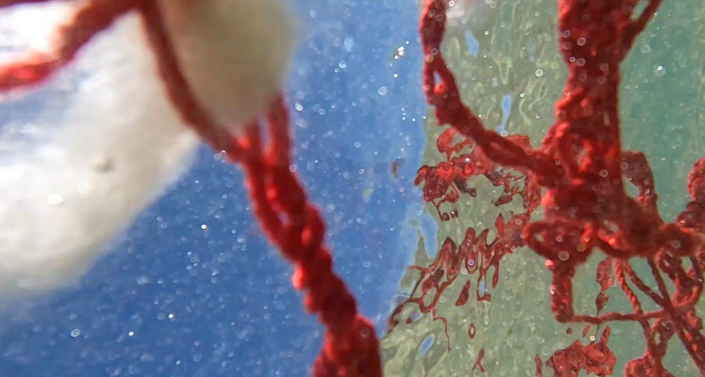 Red yarn underwater, close up