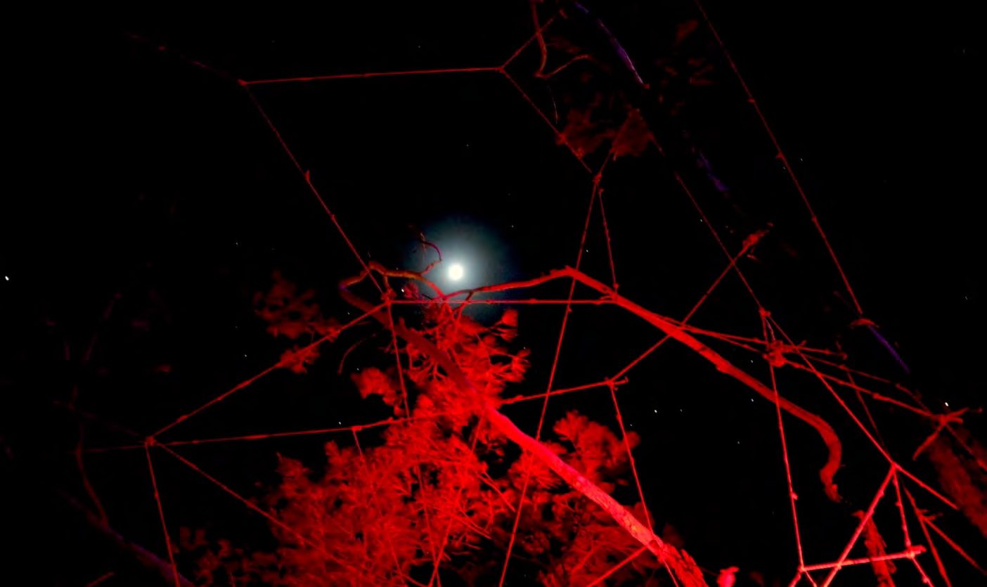 Red yarn lit at night among branches